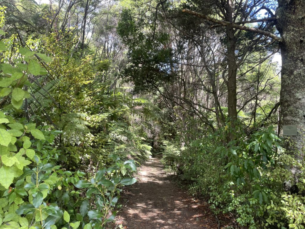 Walk the trails-Totara Lane